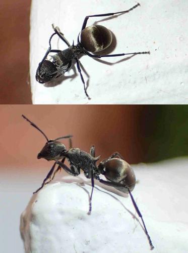 Polyrhachis dives